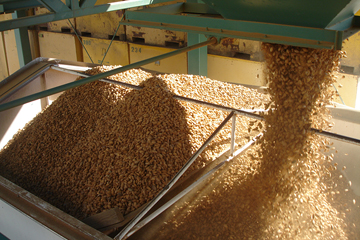 Almond Processing Line